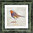 Irish Garden Birds Robin 9"x 9", available in 4 frame colours.