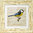Irish Garden Birds Blue Tit 9"x 9", available in 4 frame colours.