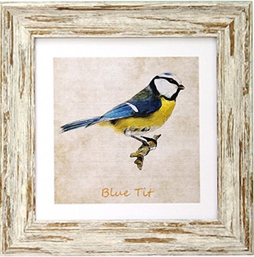 Irish Garden Birds Blue Tit 9"x 9", available in 4 frame colours.