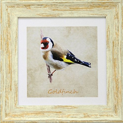 Irish Garden Birds Goldfinch 9"x 9", available in 4 frame colours.