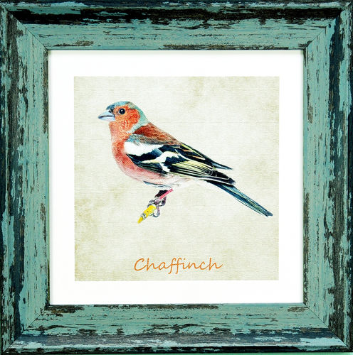 Irish Garden Birds Chaffinch 9"x 9", available in 4 frame colours.