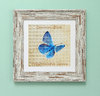 Irish Garden Butterflies Common Blue 9"x 9", available in 4 frames colours.