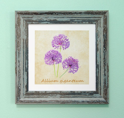 Irish Garden Flowers Allium 9"x 9", available in 4 frame colours.
