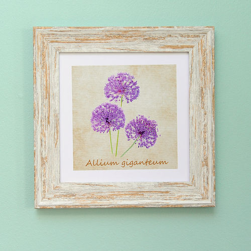 Irish Garden Flowers Allium 9"x 9", available in 4 frame colours.