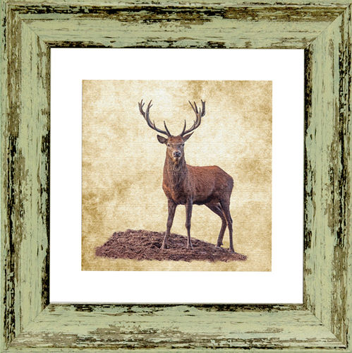 Irish Wildlife Stag 9"x 9", available in 4 frame colours.