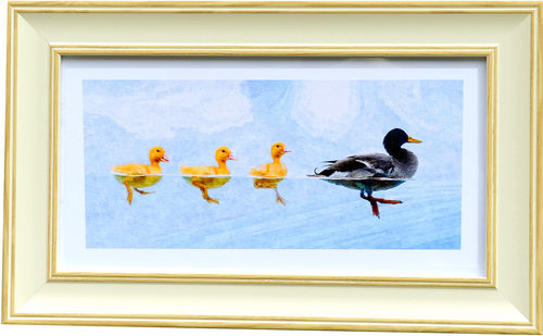 Duck Panorama White Oak, available in 3 other frame colours.